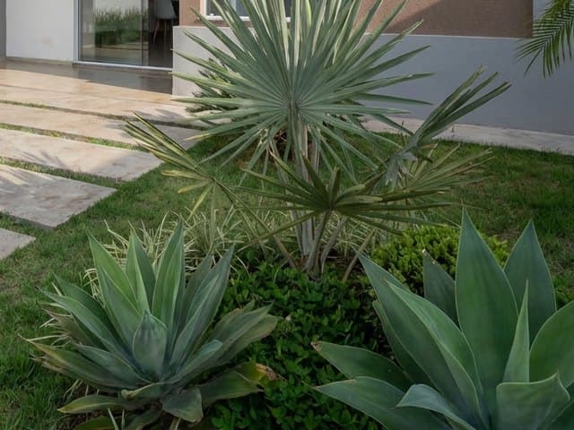 Canteiro de agaves e palmeira-azul junto ao caminho de placas de pedra na entrada da casa